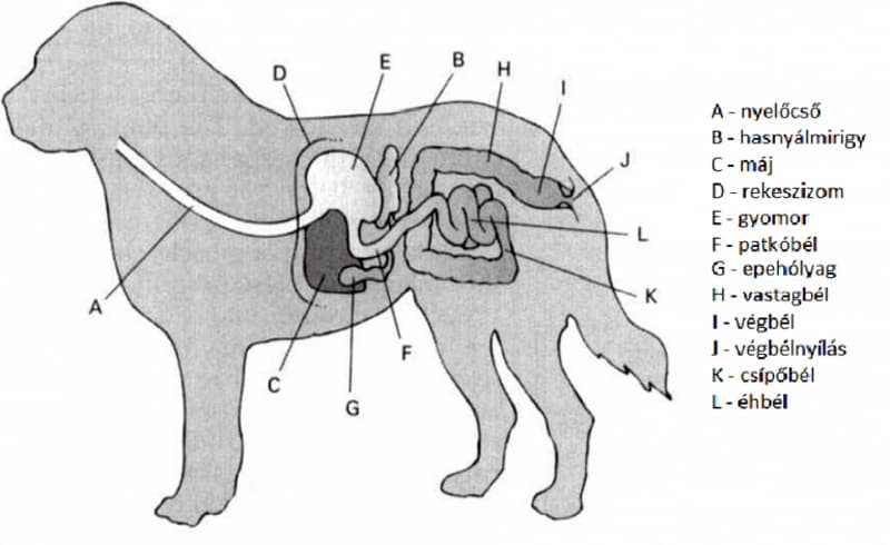 Kutya emésztőrendszere
