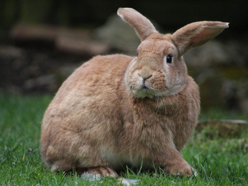 Nyúl belsőségek Nyúl belsőségek