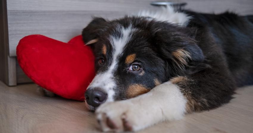 Szív és érrendszeri betegségek diétája kutyánál